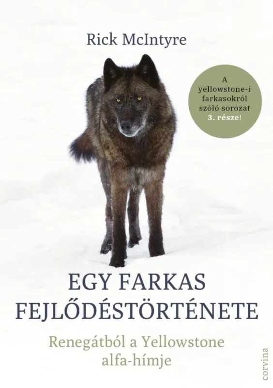 Egy farkas fejlődéstörténete - Renegátból a Yellowstone alfa-hímje Árcsökkenés