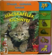 Kiárusítás Macskafélék kicsinyei - Olvasok, számolok, tanulok