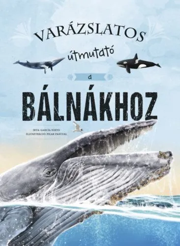 Exkluzív ajánlat Varázslatos útmutató a bálnákhoz